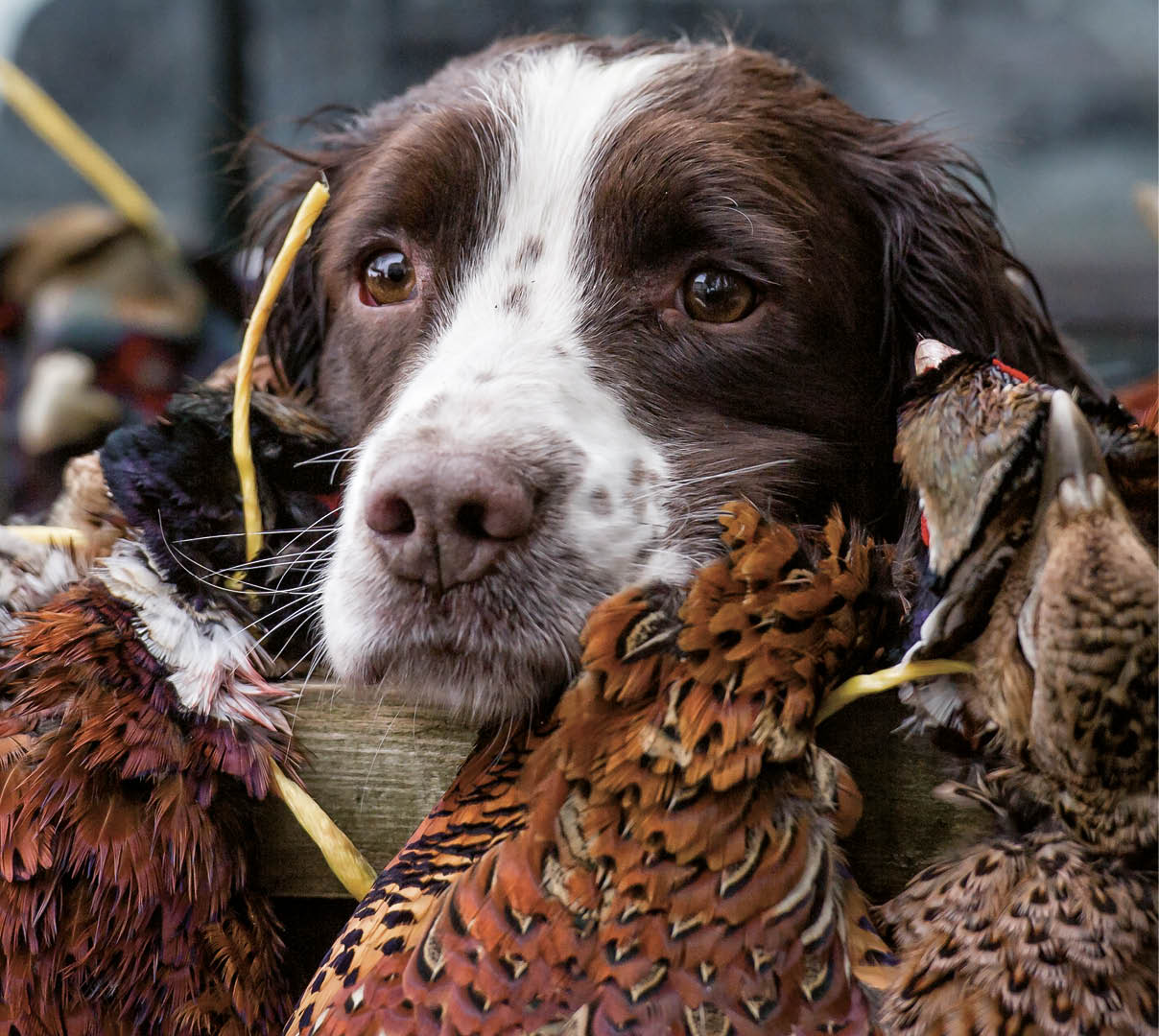 Tired Spaniel guarding the kill at the end of a days gamebird shoot