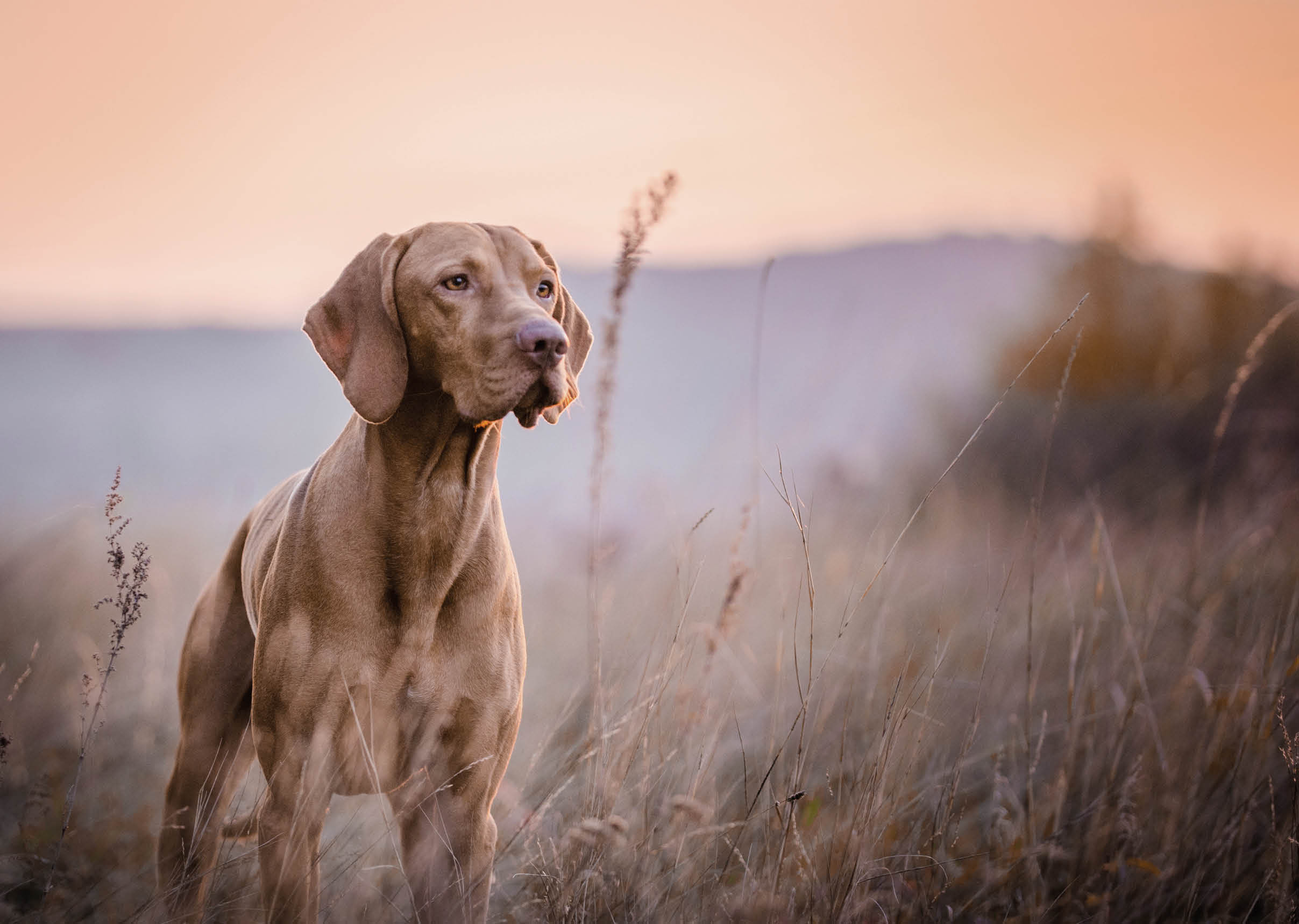 photo of cute Hungarian vizsla dog head portrait