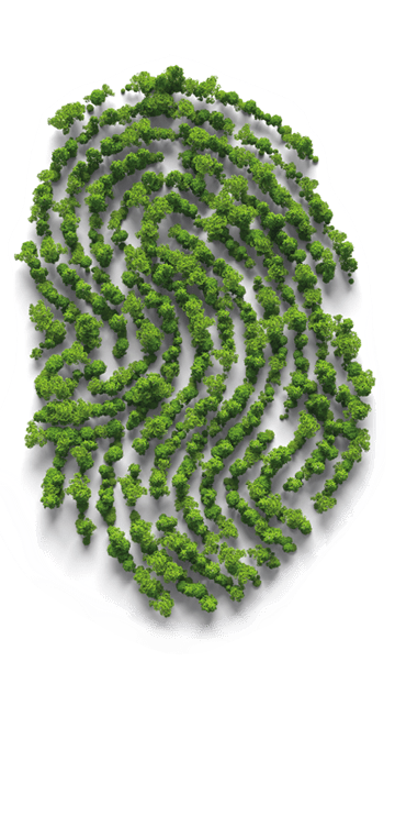 Fingerprint forest on white background